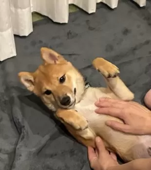 わんこ 様のお迎えした子犬