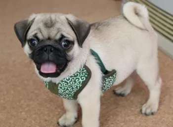 tmaru 様のお迎えした子犬