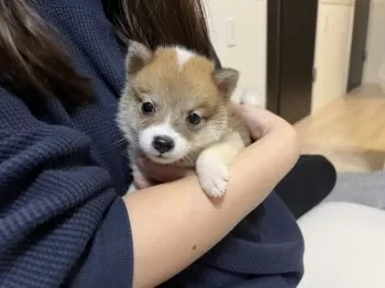 A.A 様のお迎えした子犬