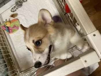 けいこ 様のお迎えした子犬