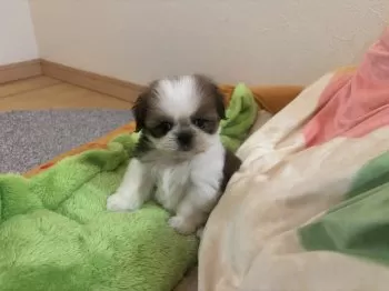 ガチャ 様のお迎えした子犬