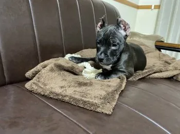 T.S 様のお迎えした子犬