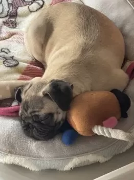 N.O 様のお迎えした子犬