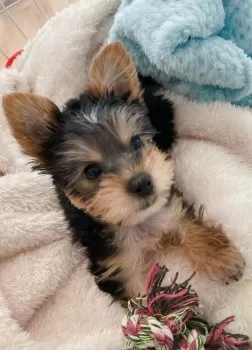 T.S 様のお迎えした子犬