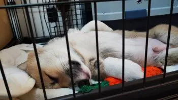 NO 様のお迎えした子犬