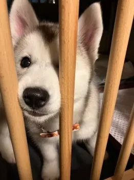 N.T 様のお迎えした子犬
