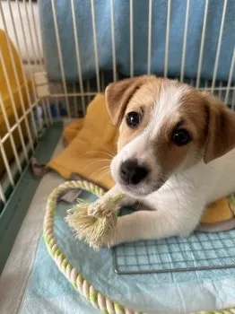 Y.F 様のお迎えした子犬