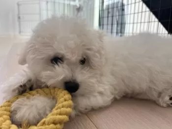 N.M 様のお迎えした子犬