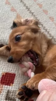 めぐちゃん 様のお迎えした子犬