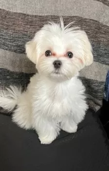 ハナオ 様のお迎えした子犬