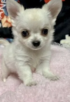 くうちゃん 様のお迎えした子犬