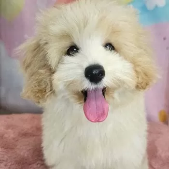 おこげ 様のお迎えした子犬