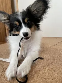 POKO POKO 様のお迎えした子犬