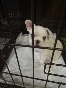 D.K 様のお迎えした子犬