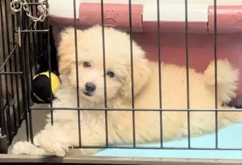 N.W 様のお迎えした子犬