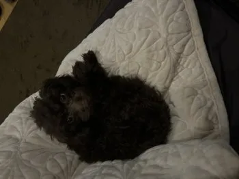 Yui 様のお迎えした子犬
