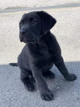 sento4men 様のお迎えした子犬