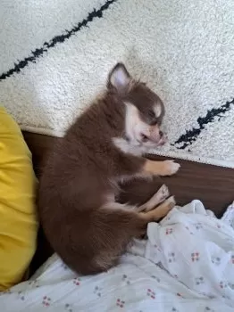 M.M 様のお迎えした子犬