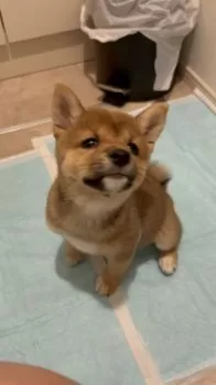 りさ 様のお迎えした子犬