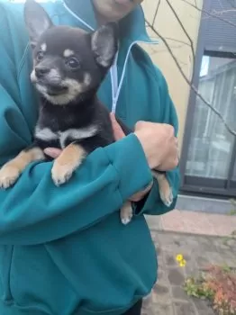 Y.K 様のお迎えした子犬