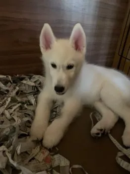 T.S 様のお迎えした子犬