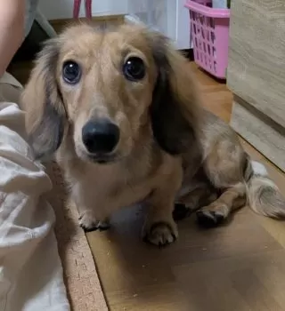 Y.Y 様のお迎えした子犬