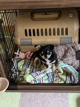 M.Ｉ 様のお迎えした子犬
