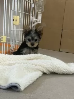 O.O 様のお迎えした子犬