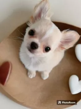 まろんまろん 様のお迎えした子犬