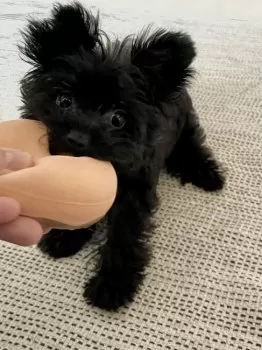 ららママ 様のお迎えした子犬