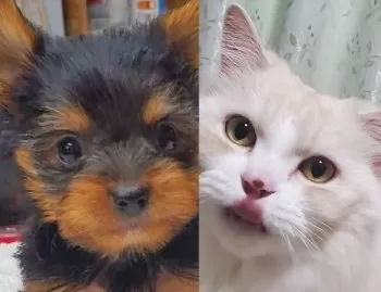 齋藤 様のお迎えした子犬