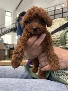 T.S 様のお迎えした子犬