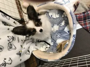 Y.Ｉ 様のお迎えした子犬