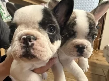 ねぇね 様のお迎えした子犬