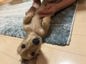 Y.N 様のお迎えした子犬