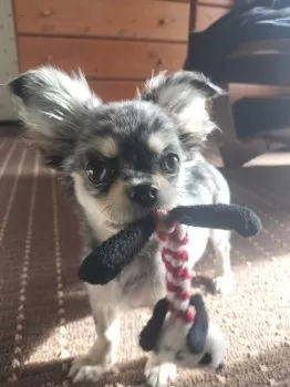 とだっち 様のお迎えした子犬