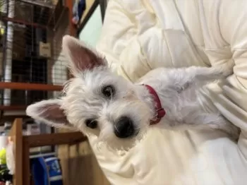Y.H 様のお迎えした子犬