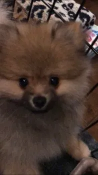 M.K 様のお迎えした子犬