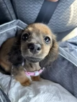 M.Y 様のお迎えした子犬
