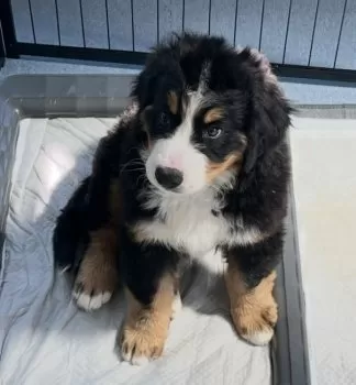 M.T 様のお迎えした子犬