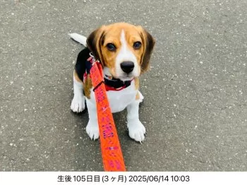 Y.Ｉ 様のお迎えした子犬