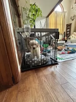 みー 様のお迎えした子犬