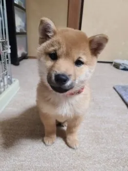 KUNIKOMAMA 様のお迎えした子犬