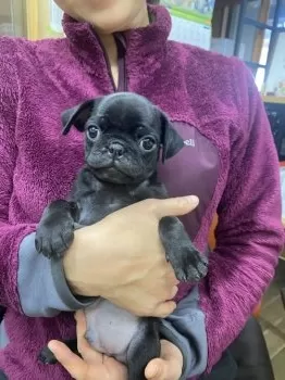 S.Ｉ 様のお迎えした子犬