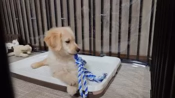 H.S 様のお迎えした子犬