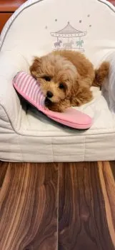 maimai 様のお迎えした子犬