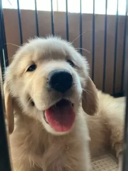 アニマルおがちゃん 様のお迎えした子犬