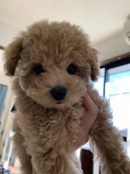 K.Y 様のお迎えした子犬