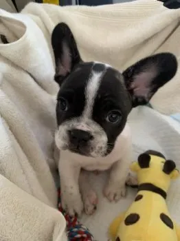 クル 様のお迎えした子犬