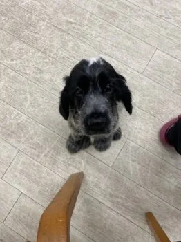 A.U 様のお迎えした子犬